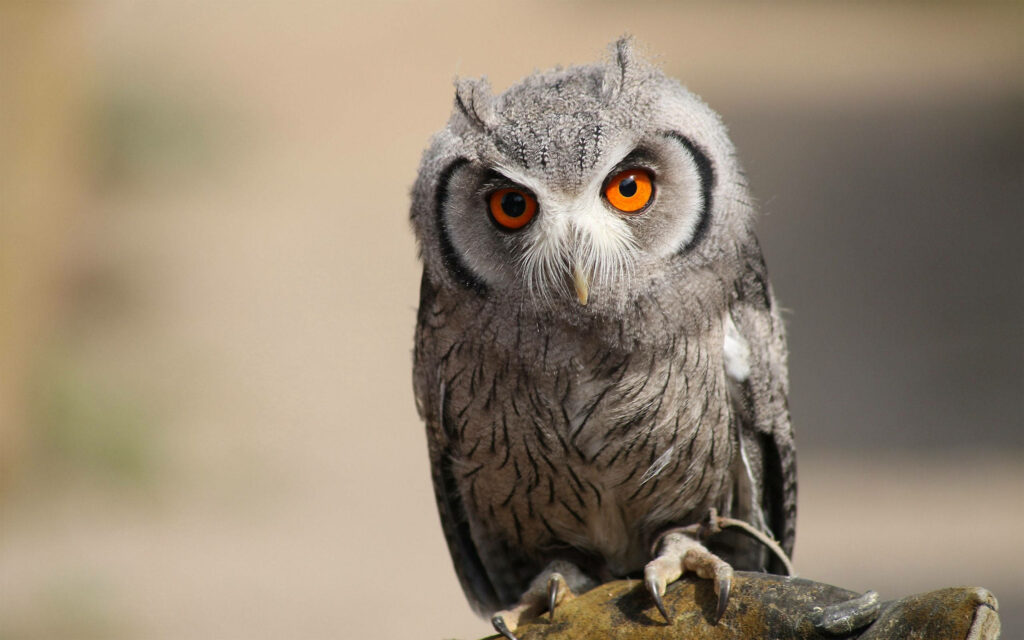 Transfixed by the Enchanting Gaze: A Captivating Gray Owl Observing You from a Tree Branch Wallpaper