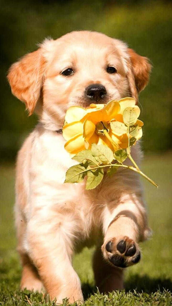 The Perfect Pet: A Fluffy Puppy in a Lush Green Garden Wallpaper
