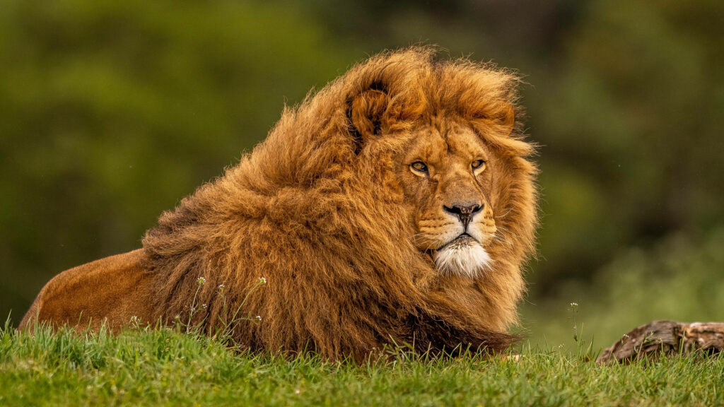 Majestic male lion with golden mane resting in green grass natural wildlife desktop wallpaper