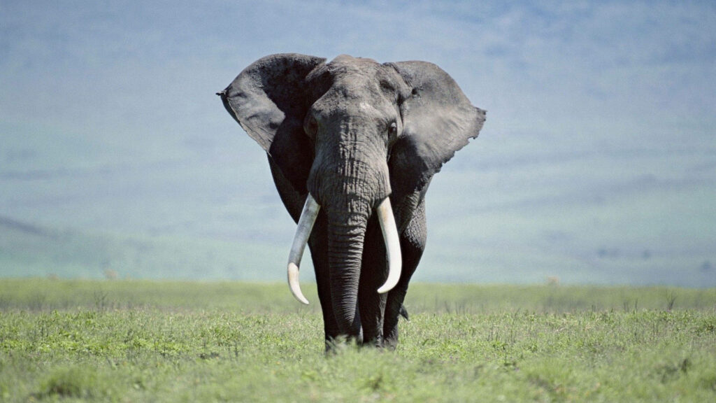 Tranquil Trek: A Majestic Elephant's Peaceful Stroll in a Lush Green Field Wallpaper