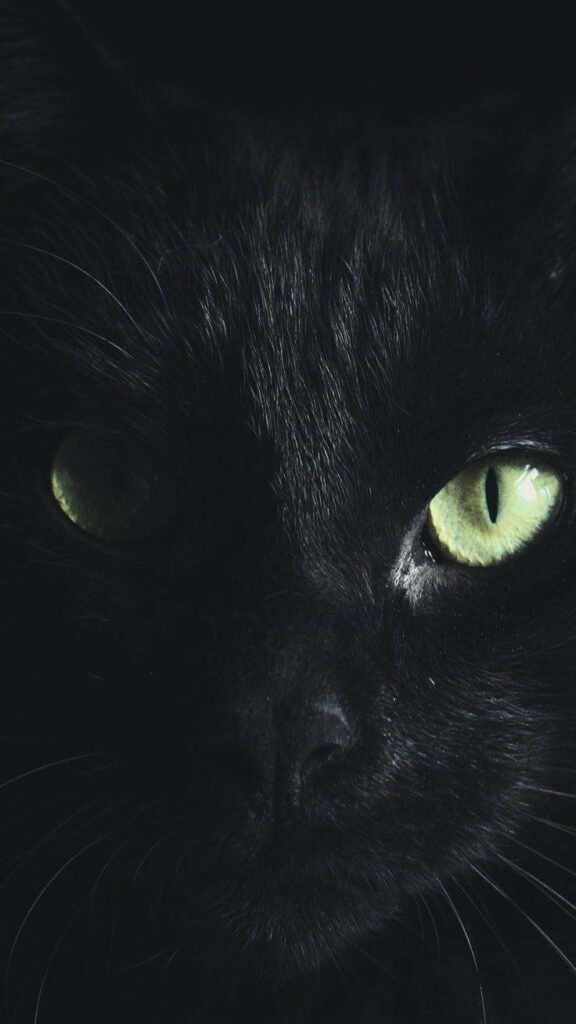 Dark Black Cat with Green Eyes Wallpaper