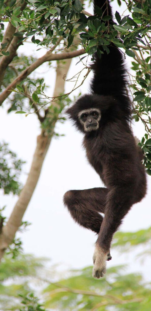 Black Gibbon Hanging on Tree - Phone Background Wallpaper