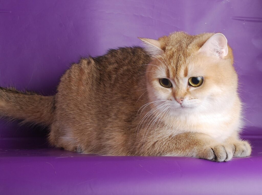 Thick-Furred Cat on Vibrant Purple Backdrop - Stunning Wallpaper