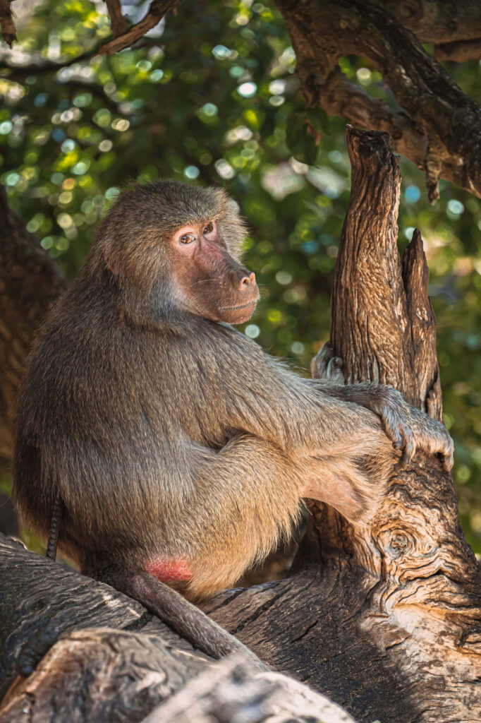 Baboon sitting thoughtfully on tree branch in sunlight surrounded by lush green forest background Wallpaper