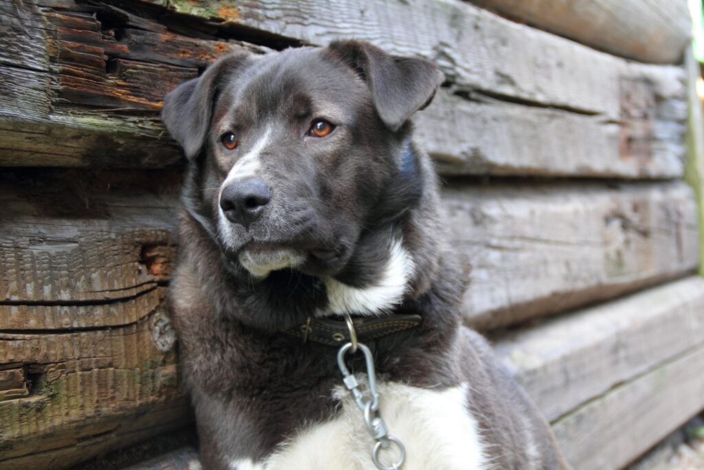 Thoughtful Black and White Dog Wallpaper with Rustic Logs Background
