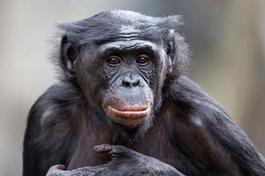 Thoughtful bonobo close-up portrait with expressive eyes detailed face neutral background wallpaper