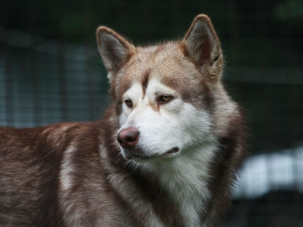 Thoughtful Brown and White Dog Wallpaper with Blurred Background