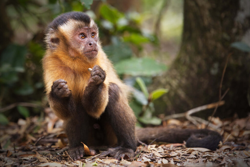 Thoughtful Capuchin Monkey in Serene Forest Setting Wallpaper