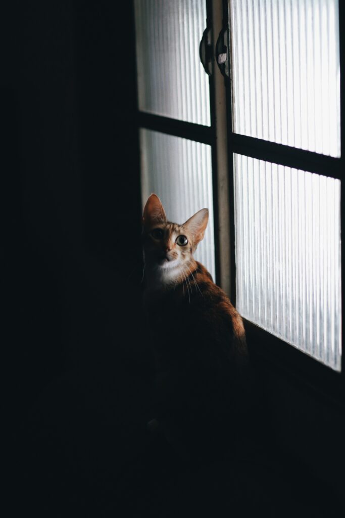 Thoughtful Cat Wallpaper: Glowing Window Contrast in Dark Surroundings