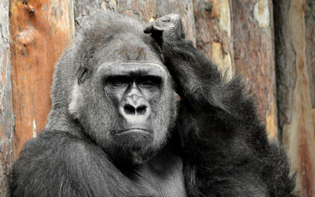 Thoughtful Gorilla Wallpaper on Textured Wooden Background
