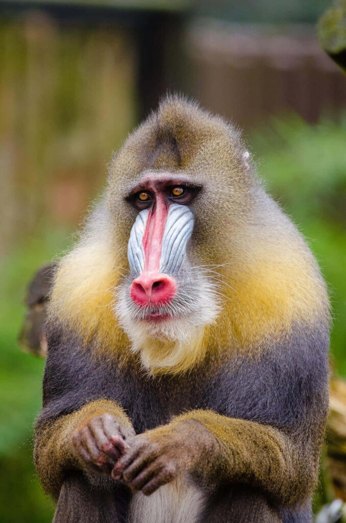 Mandrill with vibrant colorful face and expressive eyes in thoughtful pose natural background Wallpaper