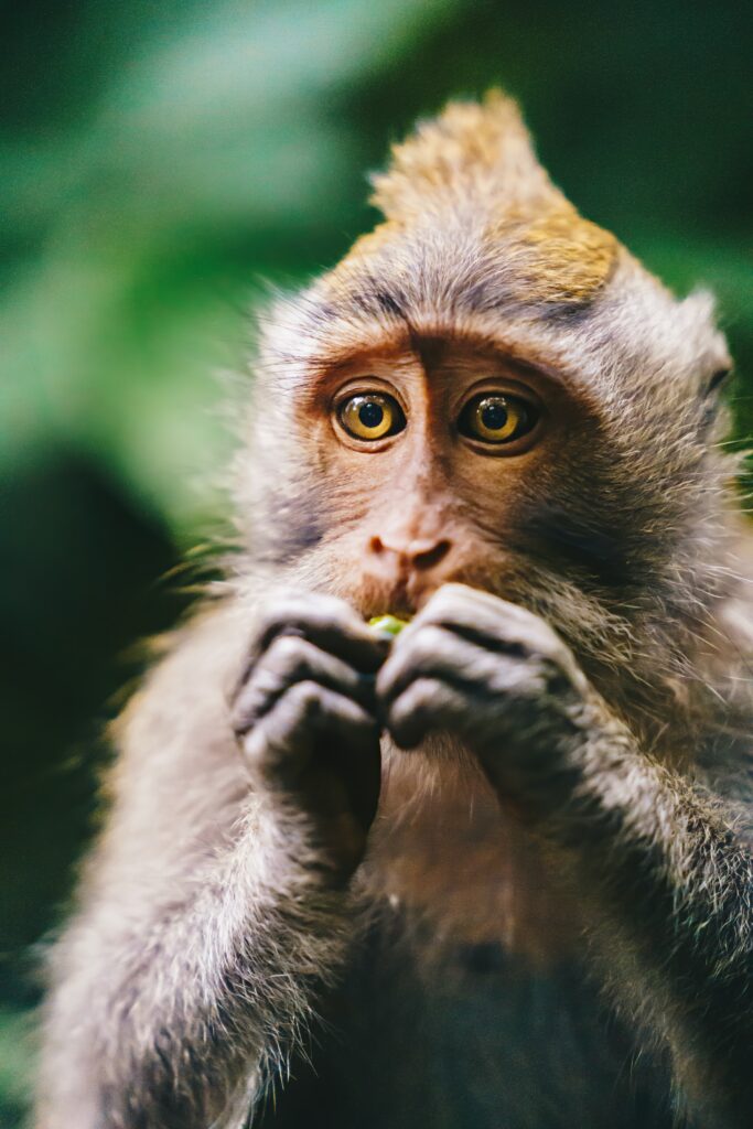 Thoughtful Monkey Close-Up Wallpaper with Detailed Background