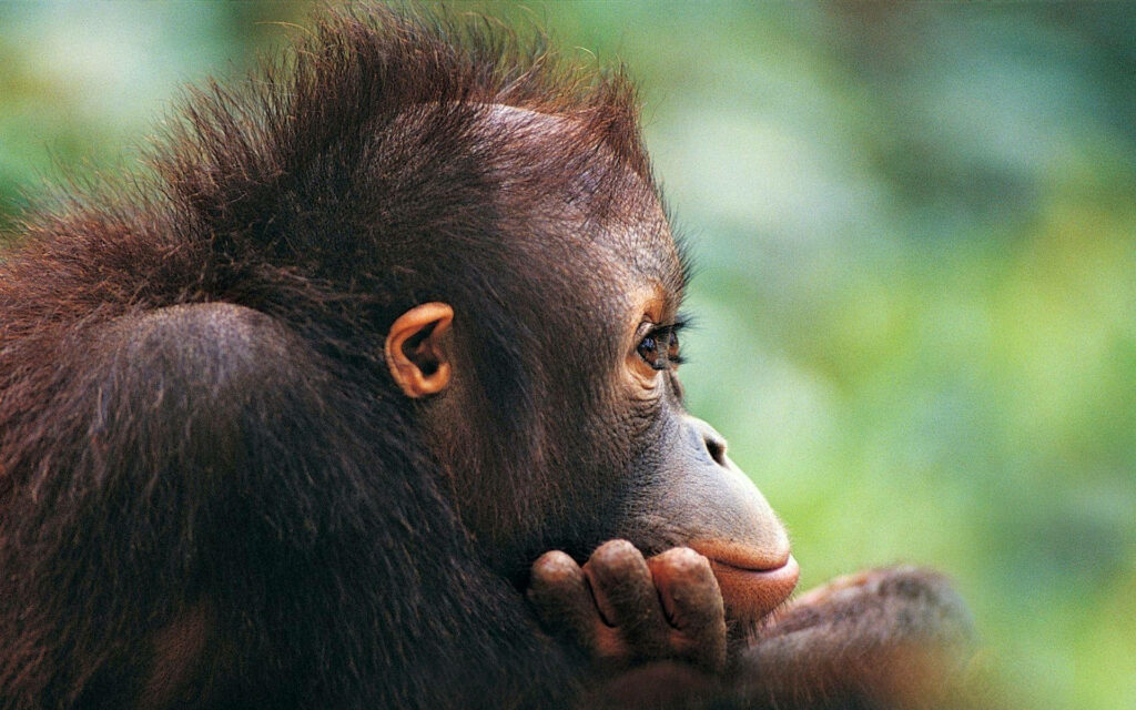 Thoughtful Monkey Wallpaper: Humorous Close-Up with Blurred Background