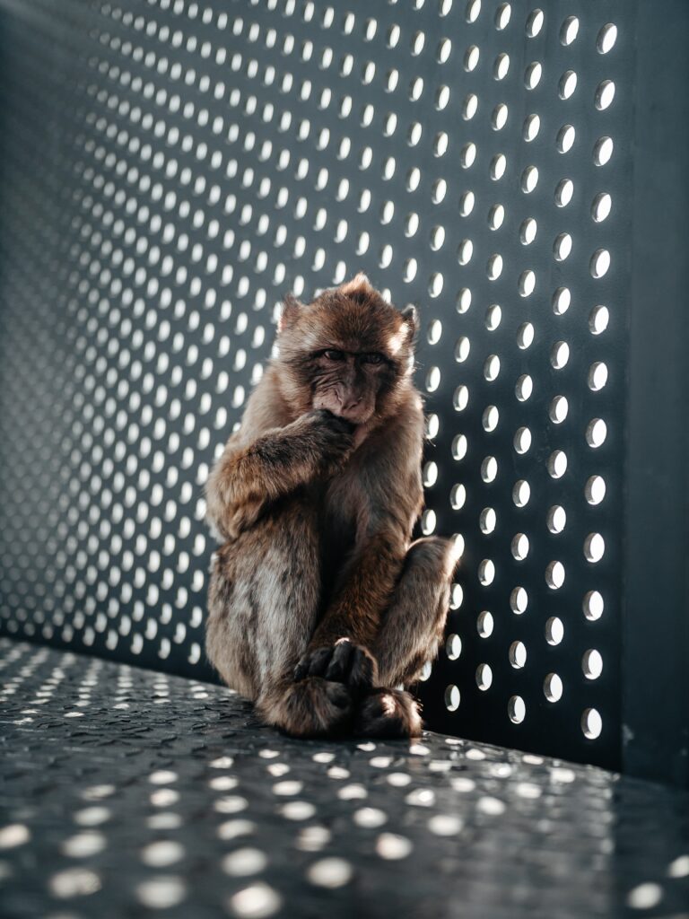 Contemplative Monkey Wallpaper: Light & Shadow in a Unique Setting