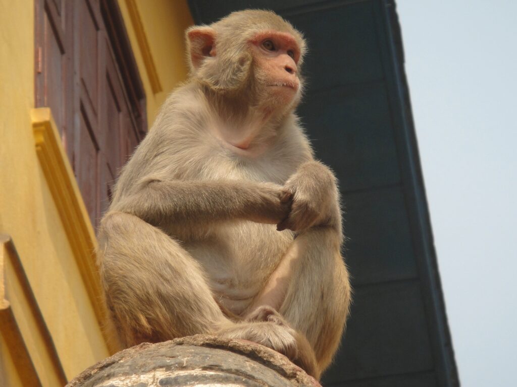 Curious Monkey on Structure: Vibrant Earthy Background Image Wallpaper