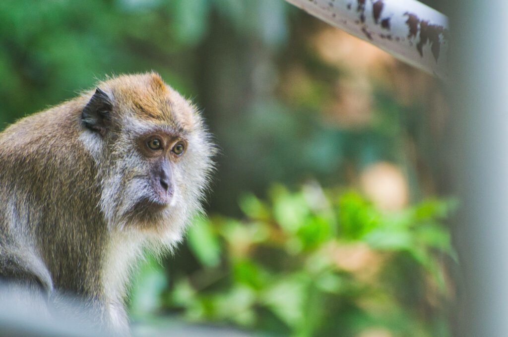 Thoughtful Monkey Wallpaper in Lush Green Forest Background