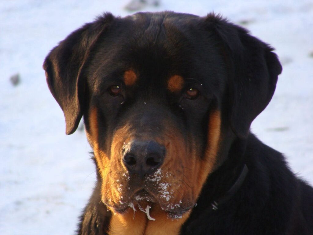 Thoughtful Rottweiler Wallpaper: Black & Tan Dog in Snowy Scene