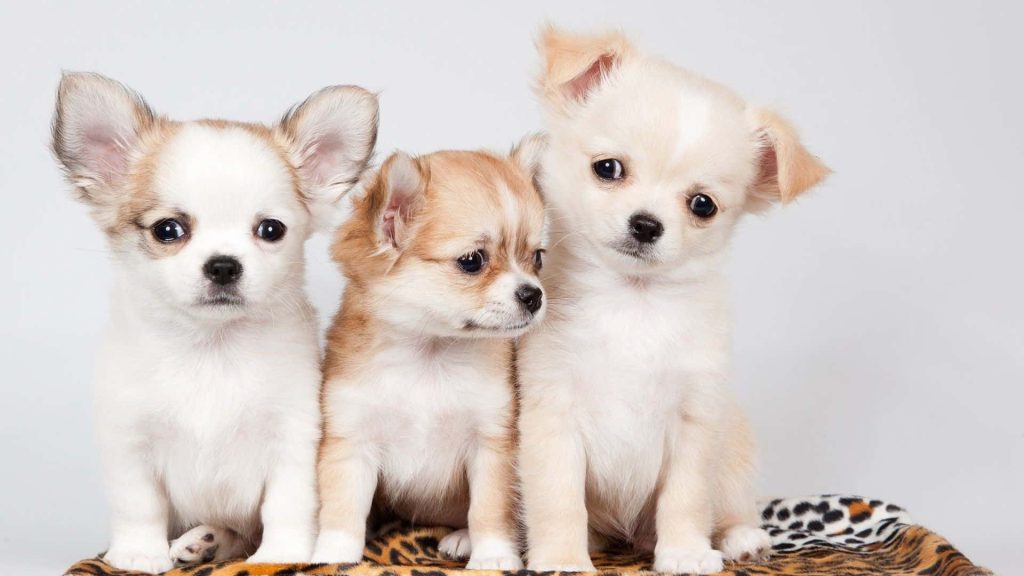 Three adorable Chihuahua puppies on leopard print blanket studio photo wallpaper background