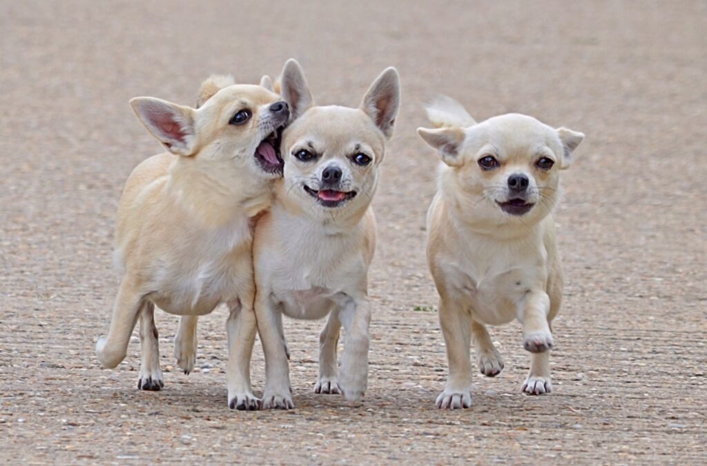 Three Adorable Chihuahuas in Heartwarming Friendship Wallpaper