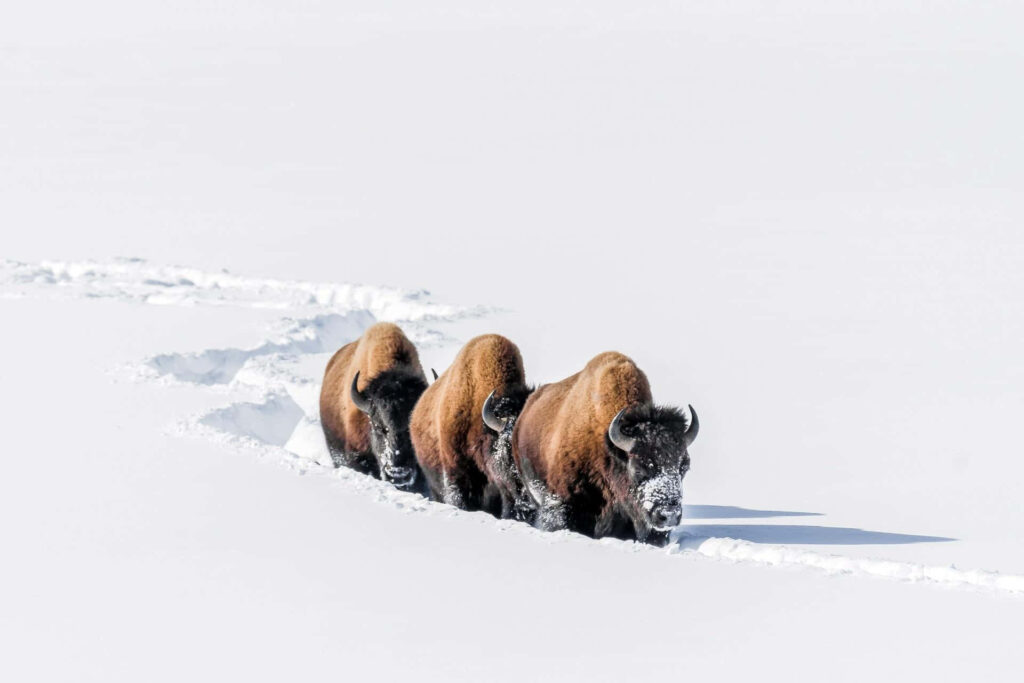 Three bison walking single file on snowy trail in vast white winter landscape background Wallpaper
