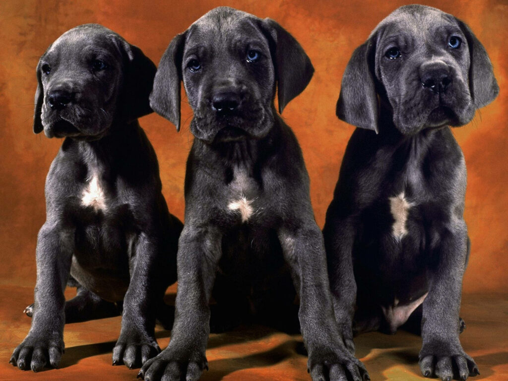 Three Dobermann puppies sitting side by side on warm orange textured background high definition Wallpaper