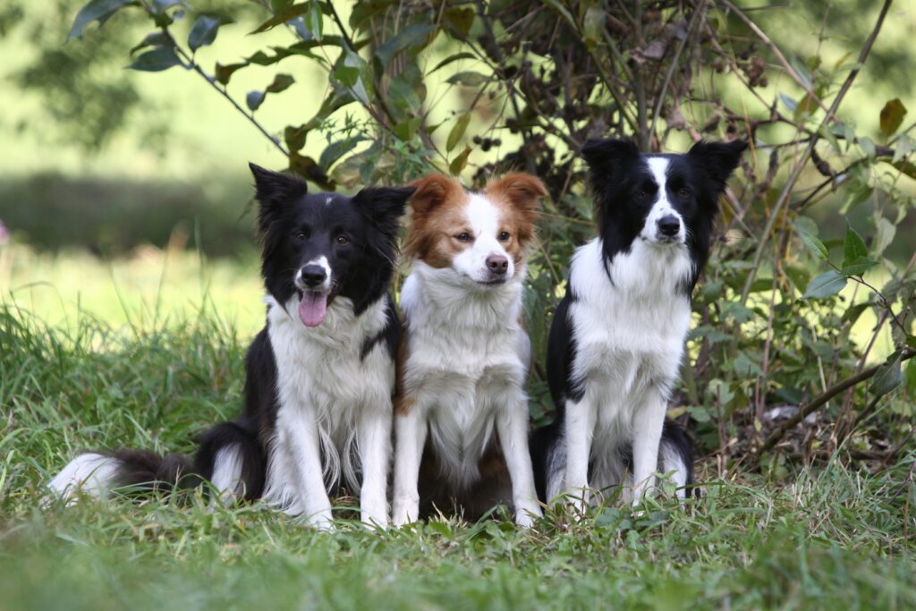 Three Dogs in a Serene Grassy Field Surrounded by Nature Wallpaper