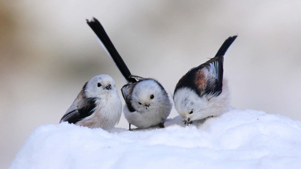 Three Fluffy Birds on Snowbank: Serene Winter Scene Wallpaper