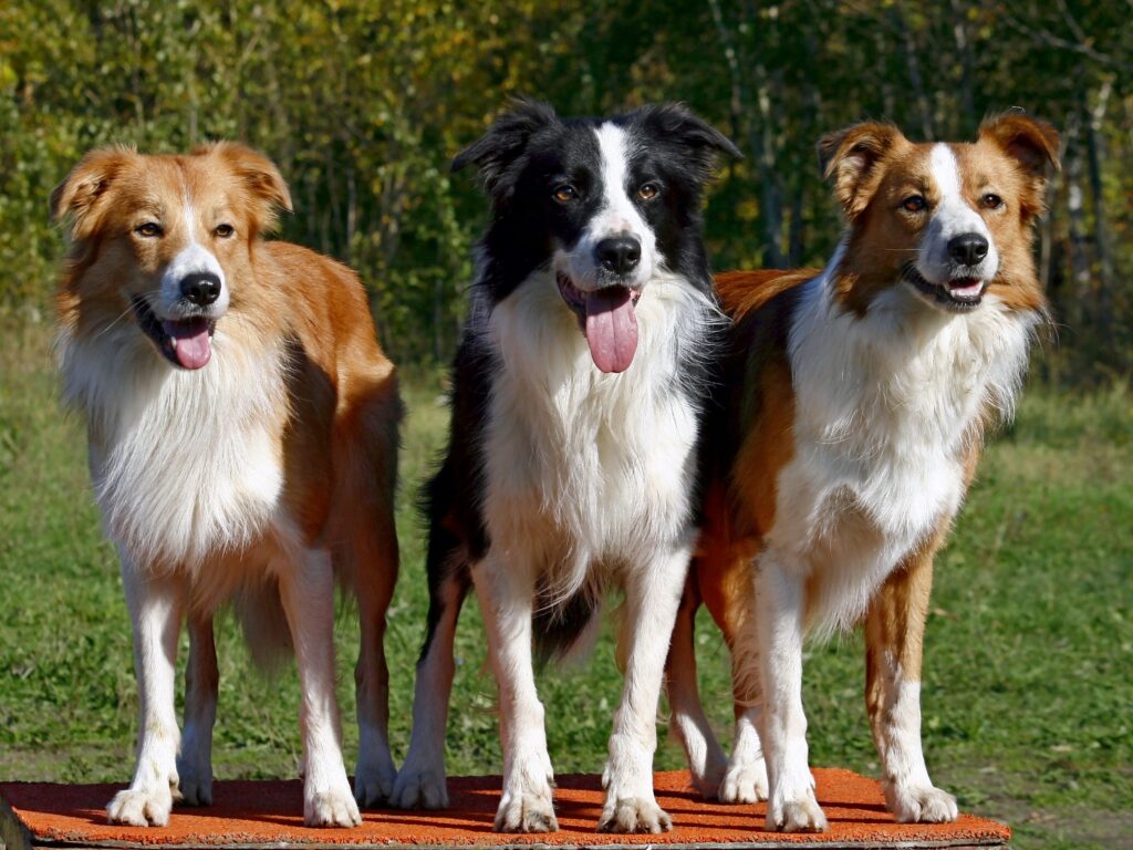 Three Fluffy Dogs in Sunlit Grassy Field - Charming Wallpaper
