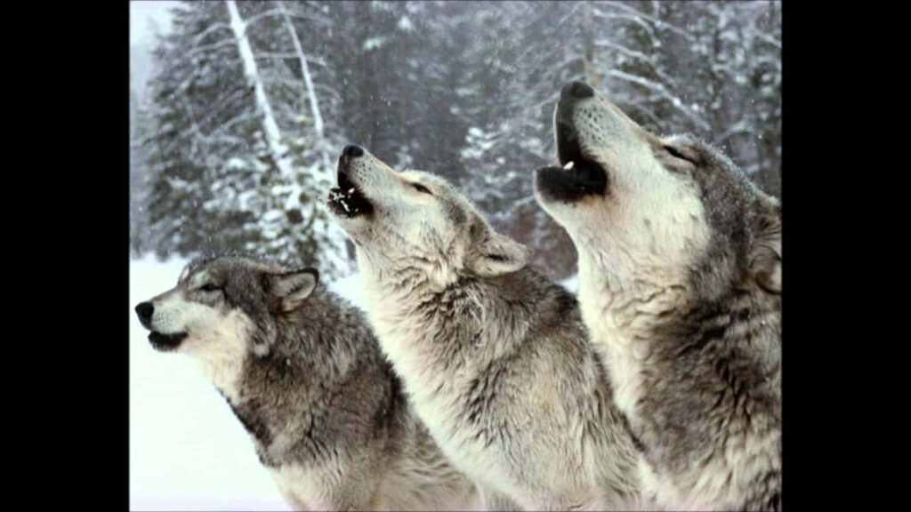 Wolves Howling in Snowy Forest: Unity in Wilderness Wallpaper