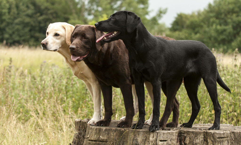 Three Labrador Retrievers on Tree Stump - Serene Outdoor Wallpaper