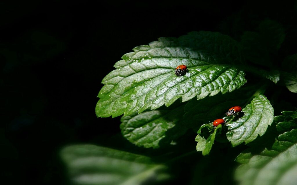 Three Ladybugs on Green Leaves - Natural Wallpaper Background