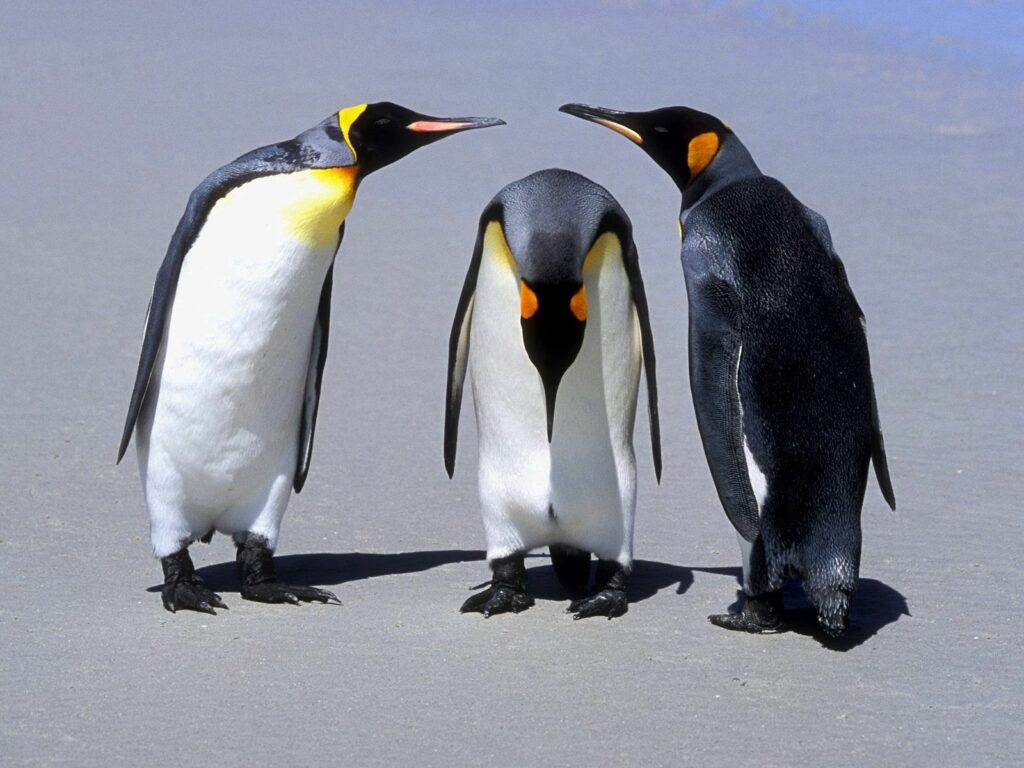 Three Communicating Penguins on Sandy Beach - 1600x1200 Wallpaper