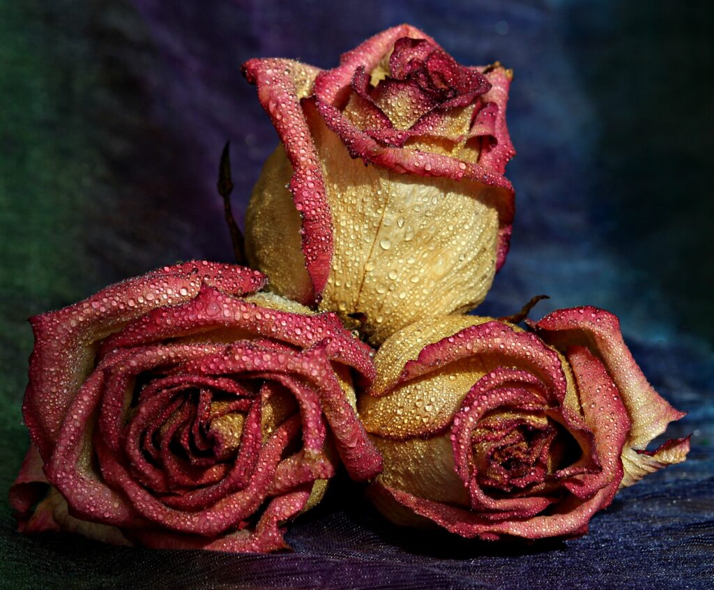 Three Roses with Water Droplets - Rich Color Wallpaper Background