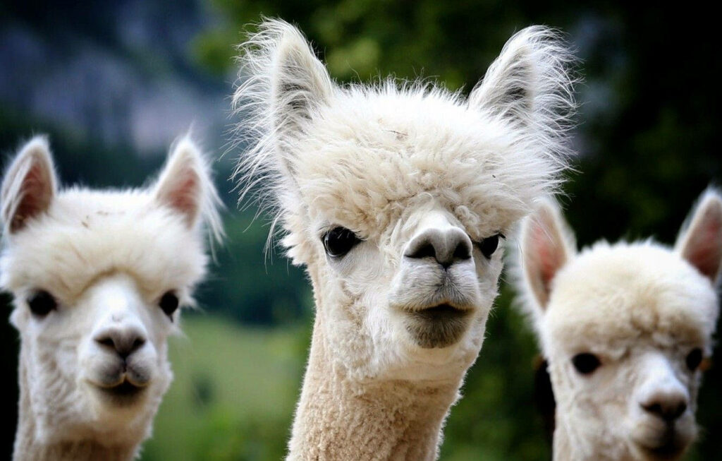 Three fluffy white alpacas with gentle expressions in natural blurred background wallpaper
