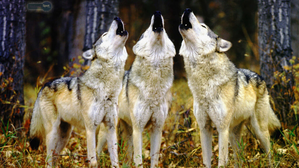 Three Howling Wolves in Unity - Forest Wallpaper Background