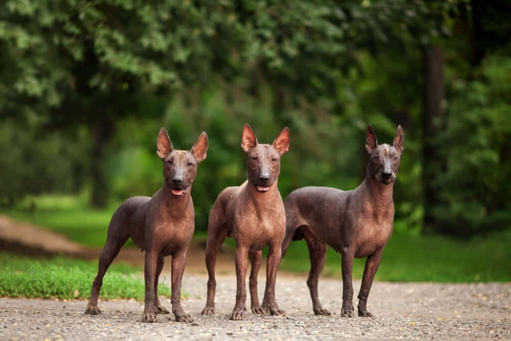 Three Xoloitzcuintli Dogs in a Serene Park: Companionship & Adventure Wallpaper