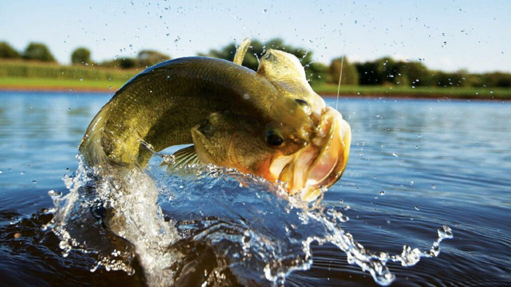 Thrilling Bass Leap Wallpaper: Nature's Perfect Fishing Moment