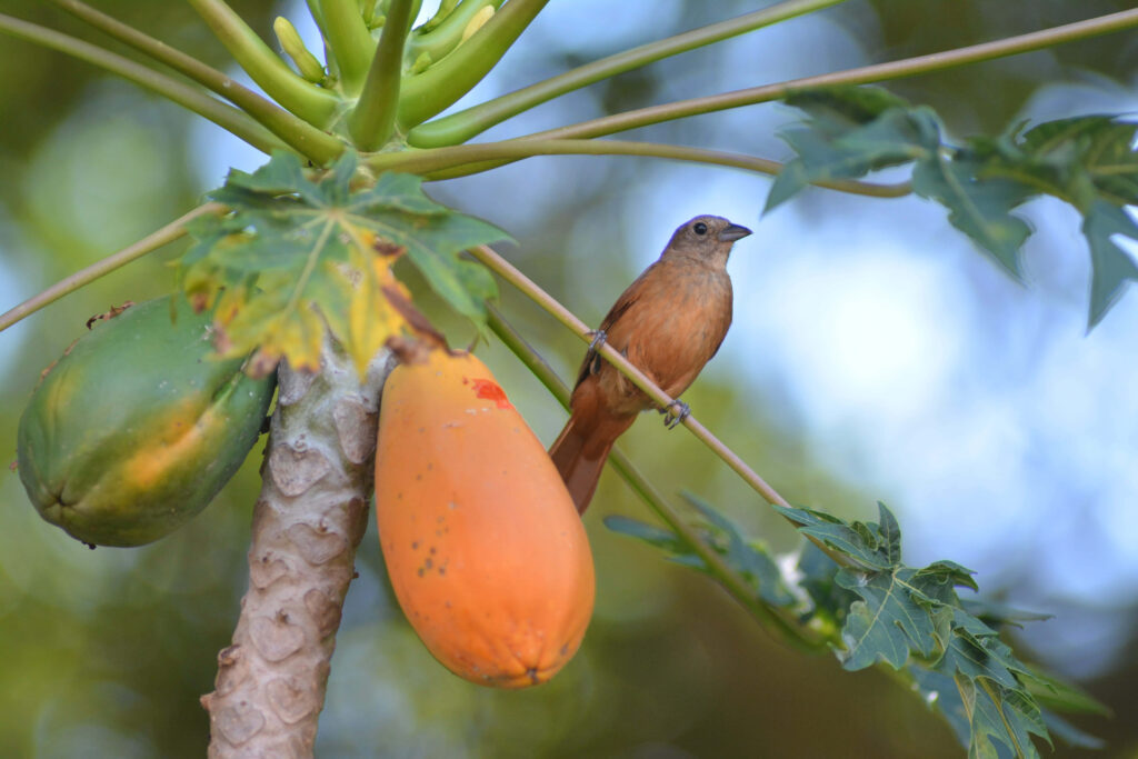 Thrush Bird Perched by Lush Papaya Tree - Serene Nature Wallpaper
