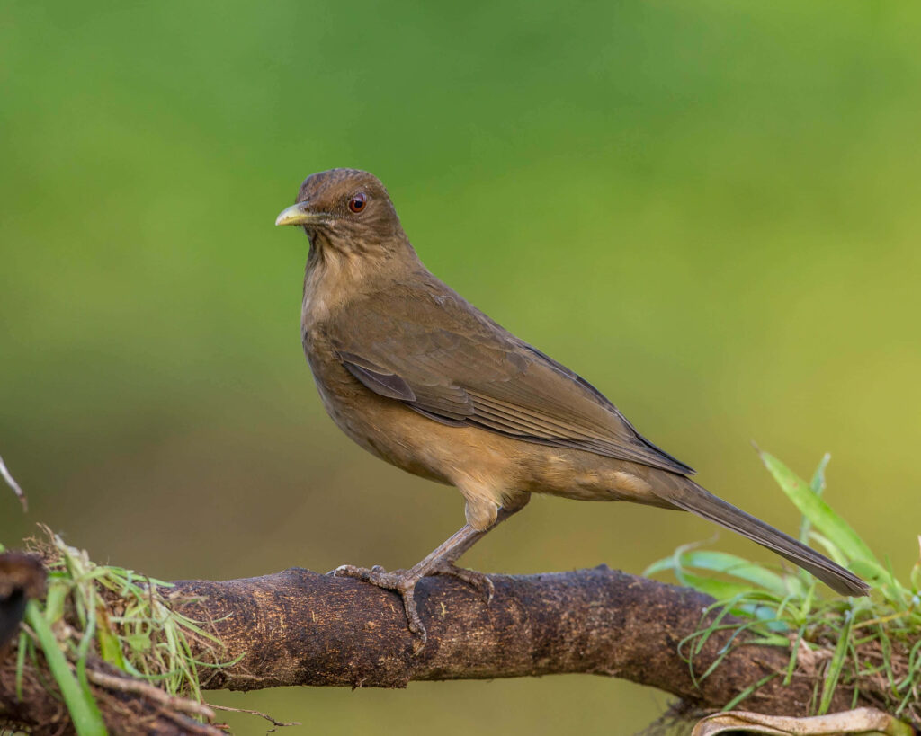Thrush Bird Wallpaper: Elegant Design on Soft Green Background