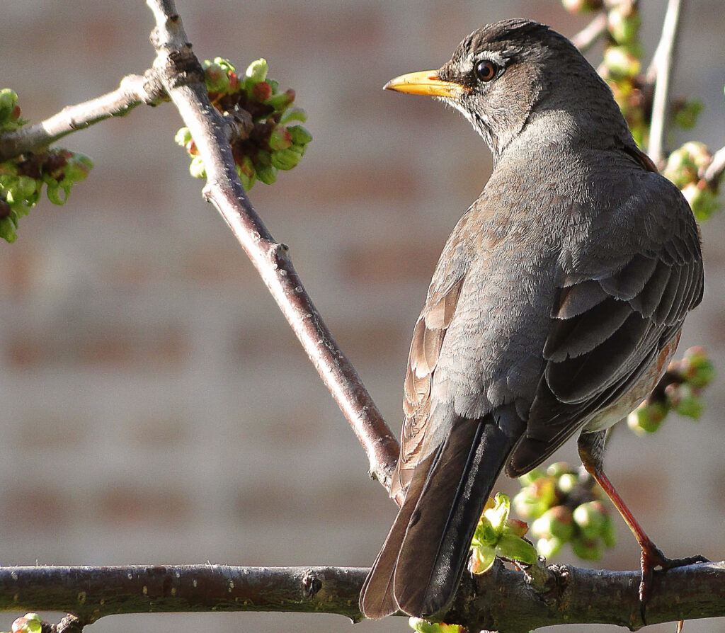 Thrush Bird on Branch: Serene Nature Wallpaper with Budding Leaves