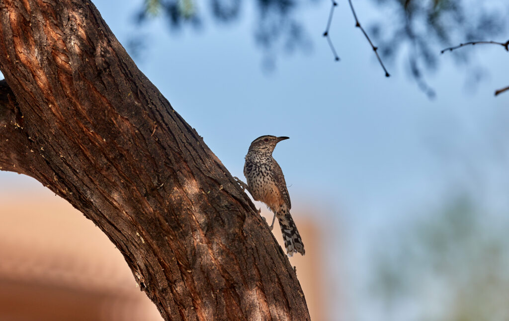 Thrush Perched on Tree Bark - Serene Nature Wallpaper