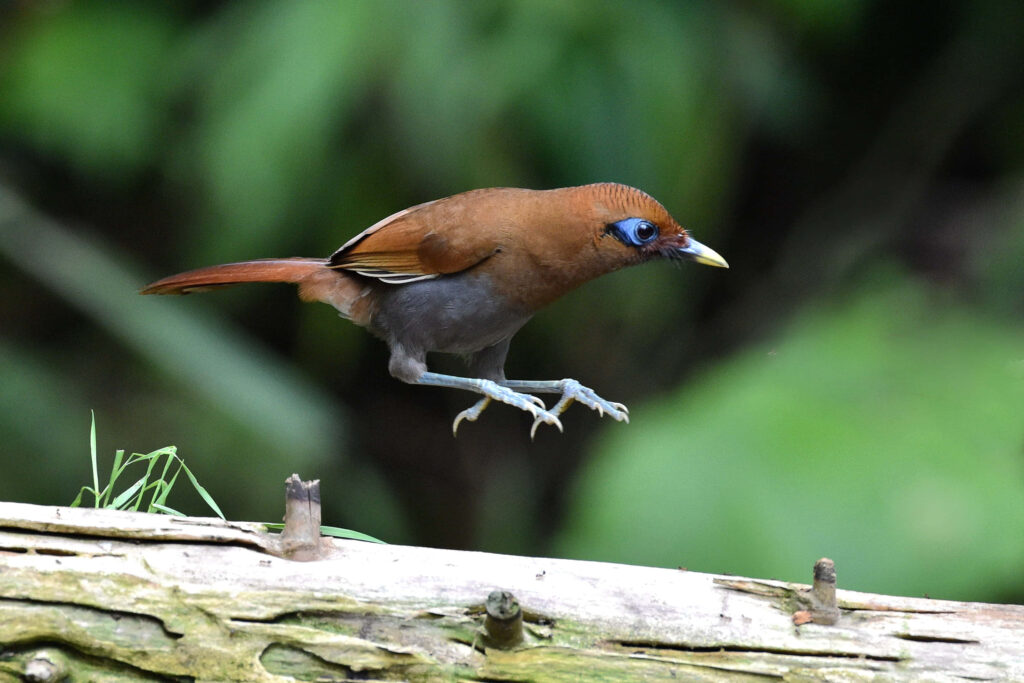 Rusty Brown Thrush Mid-Hop on Mossy Branch - Nature's Beauty Wallpaper
