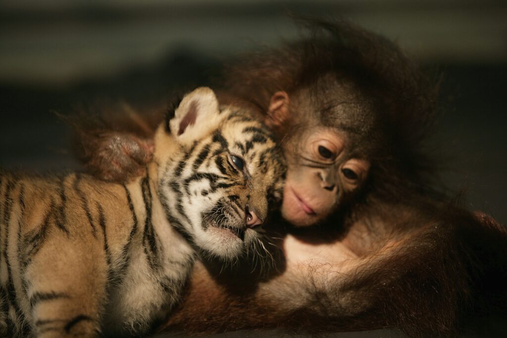 Heartwarming Tiger Cub & Orangutan Baby Friendship Wallpaper