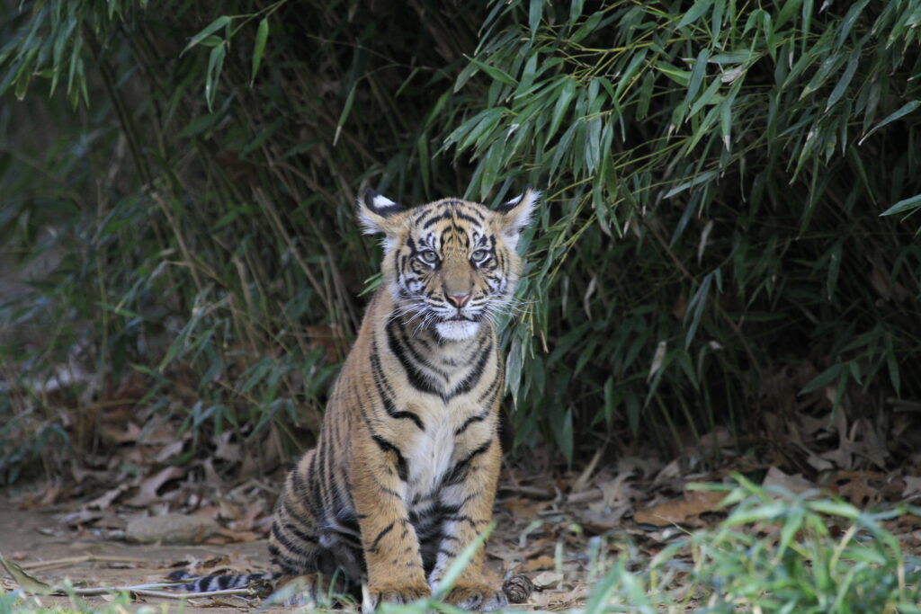 Striking Tiger Cub Wallpaper Amid Lush Greenery - Wild Essence