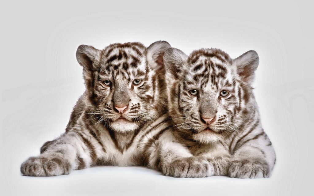 Charming Tiger Cubs Wallpaper: 2560x1600 Wildlife Scene
