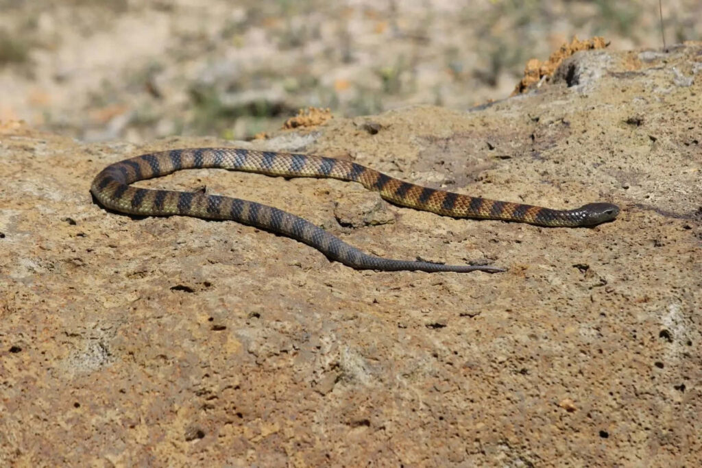 Stunning Tiger Snake on Rugged Rocky Terrain: Nature's Perfect Blend Wallpaper
