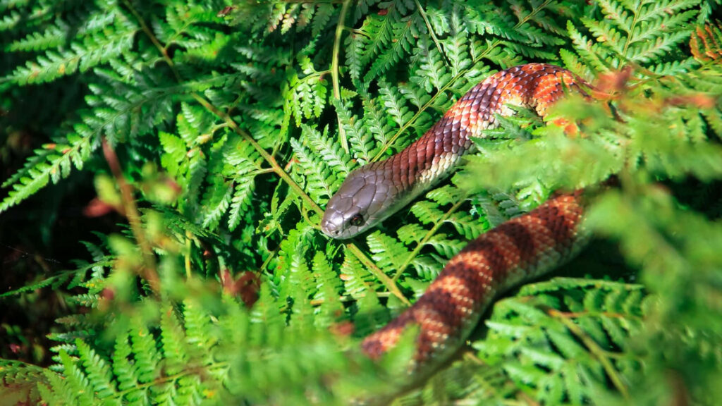 Stunning Tiger Snake Slithering Among Lush Green Ferns Background Wallpaper