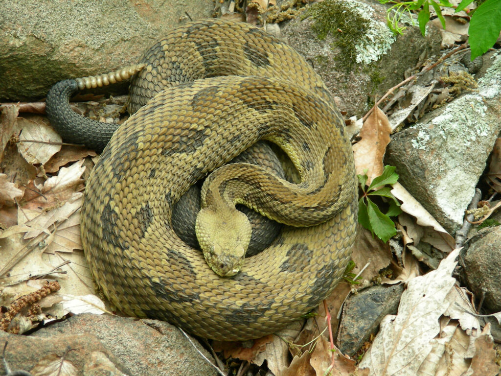 Timber Rattler Snake Coiled on Rocky Surface - Natural Habitat Wallpaper