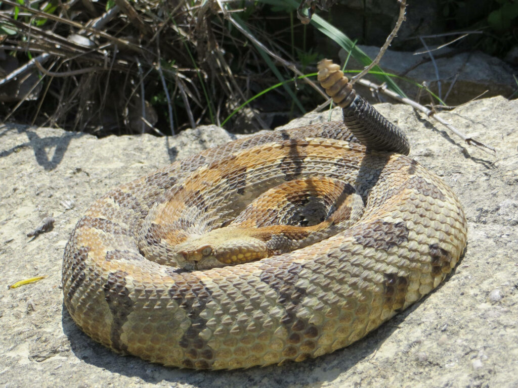Timber Rattler Snake Wallpaper: Coiled on a Sunlit Rock