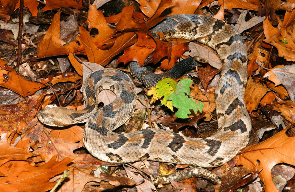 Timber Rattler Snake Wallpaper Amidst Vibrant Autumn Leaves